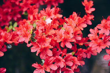 Spring Landscaping Services Spring Landscaping Services
