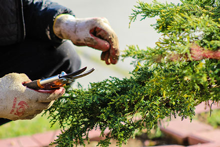 Gardening Gardening